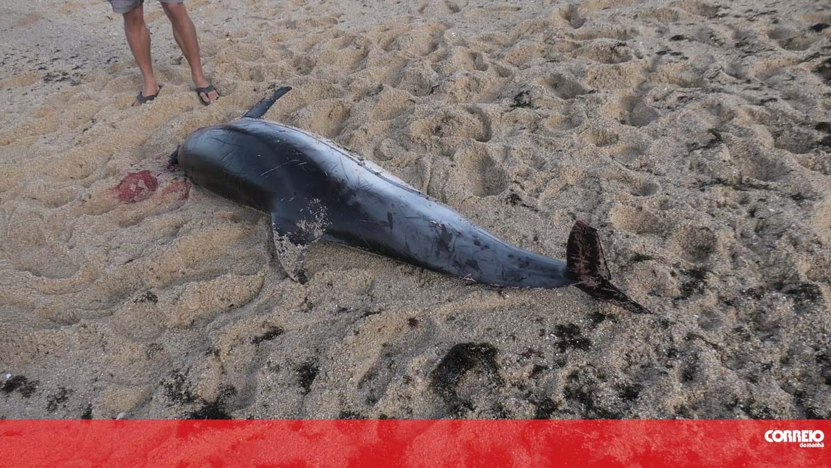 Golfinho aparece morto numa praia em Sines - Correio da Manhã