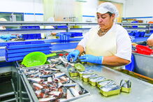 Operárias embalam entre 10 e 12 toneladas de peixe diariamente 