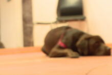 Juiz convoca cadela para tribunal em luta de ex-namorados