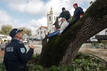 Manifestantes sobem a árvore para impedir abate na Figueira da Foz 
