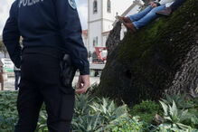 Manifestantes sobem a árvore para impedir abate na Figueira da Foz 