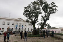 Manifestantes sobem a árvore para impedir abate na Figueira da Foz 
