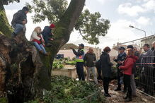 Manifestantes sobem a árvore para impedir abate na Figueira da Foz 