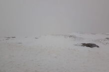Manto de neve corta estradas na Serra da Estrela