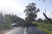 Queda de árvores provoca danos materiais em Santiago do Cacém