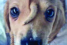 Narwhal foi encontrado há uma semana pelo centro de resgate de animais Mac’s Mission.