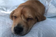 Narwhal foi encontrado há uma semana pelo centro de resgate de animais Mac’s Mission.