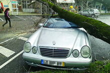 Carro foi atingido por uma árvore que caiu em Aveiro