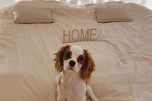 Cadela de Bárbara Bandeira 