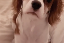 Cadela de Bárbara Bandeira 