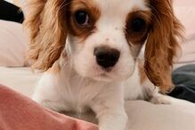 Cadela de Bárbara Bandeira 