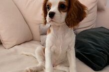 Cadela de Bárbara Bandeira 