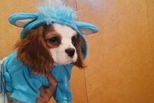 Cadela de Bárbara Bandeira 