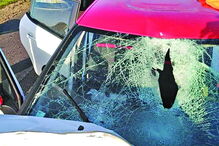 Cavalo ficou muito ferido e teve de ser abatido. Carro sofreu grandes danos, foi necessário desencarcerar ocupante   