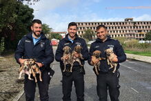 PSP resgata seis cães bebés abandonados numa vala em Carcavelos