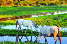 Cavalos nos campos da lezíria ribatejana