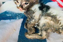 Gato bebé coberto de cola é resgatado da rua
