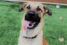 Serenity e os gatinhos