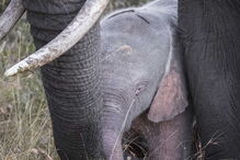 Nasceu um elefante cor de rosa no Quénia