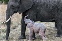 Nasceu um elefante cor de rosa no Quénia