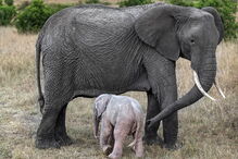 Nasceu um elefante cor de rosa no Quénia