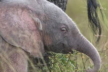 Nasceu um elefante cor de rosa no Quénia