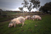 2019-11-29_13_01_23 P10_Bísaros1.jpg