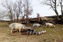 2019-11-29_13_04_12 P10_Bísaros2.jpg