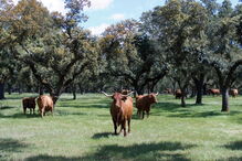 2019-11-29_13_16_50 P9Bois campo_2.jpg