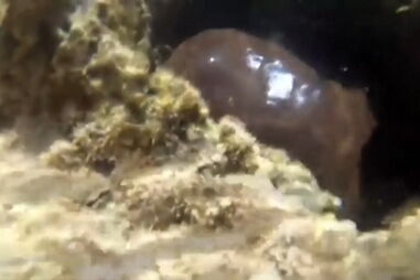 "O pior ainda está para vir": Bolsonaro admite mão criminosa no derrame de petróleo no Brasil