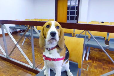 Reconstituição da presença de Kiara no tribunal foi feita por um beagle 
