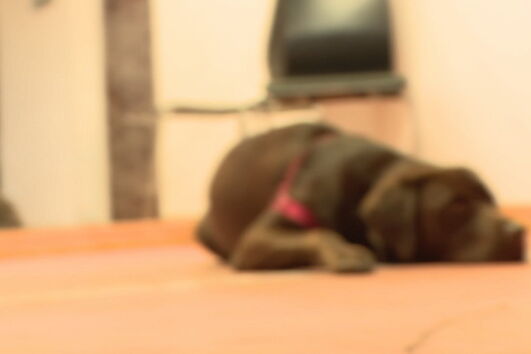  Kiara, a cadela que está a ser disputada em tribunal por casal de ex-namorados.