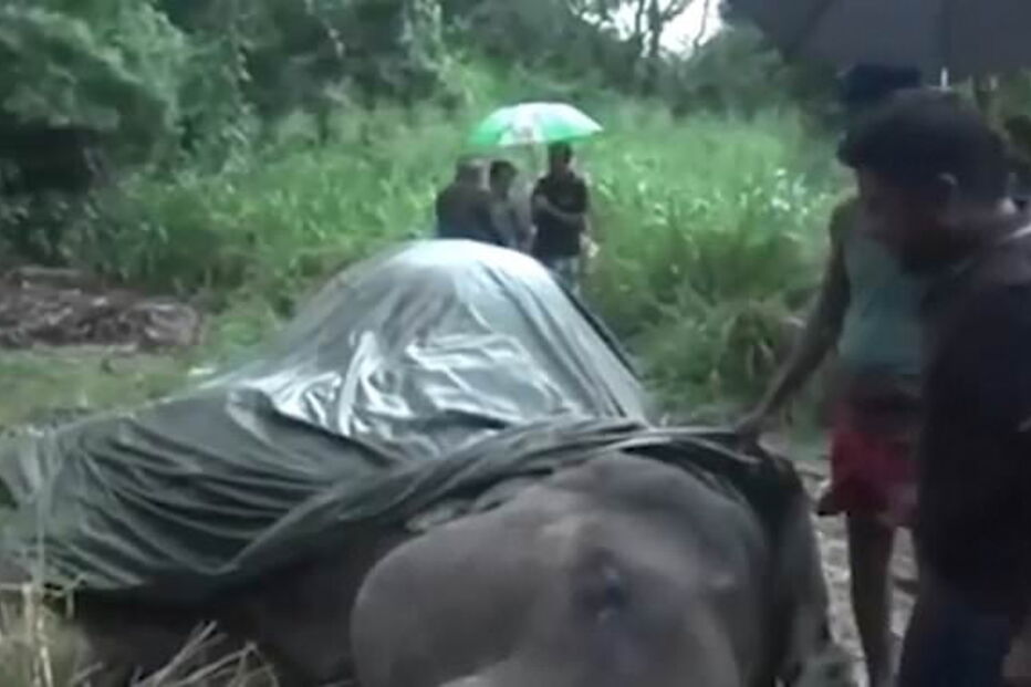 Elefante colapsa e morre após carregar turistas em safari debaixo de calor extremo