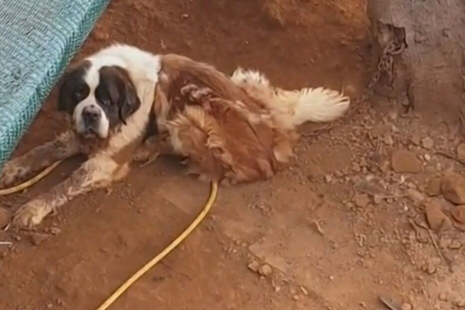 Cinco anos após lei que criminaliza os maus-tratos a animais abusos aumentam