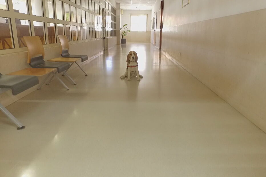 Tribunal chamou cadela Kiara à sala de audiências num caso único em Portugal