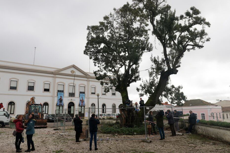 Manifestantes sobem a árvore para impedir abate na Figueira da Foz 