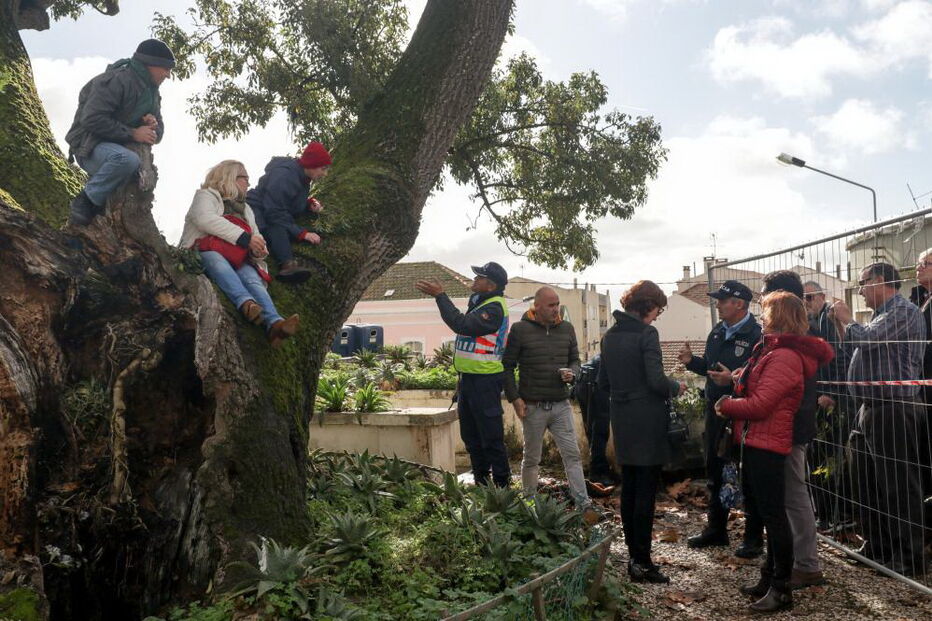 Manifestantes sobem a árvore para impedir abate na Figueira da Foz 
