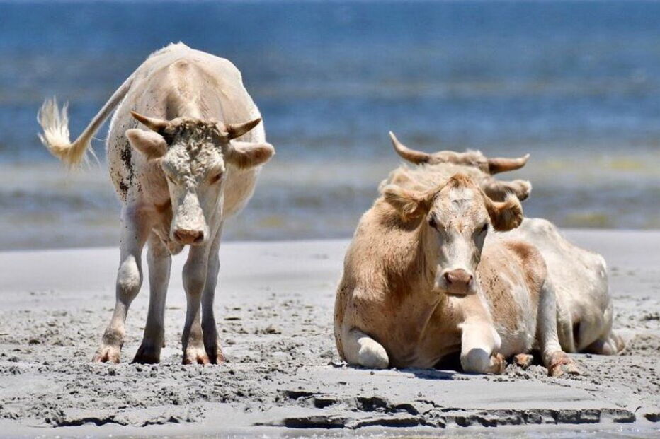 Vacas que desapareceram durante o furacão Dorian encontradas vivas na Carolina do Norte
