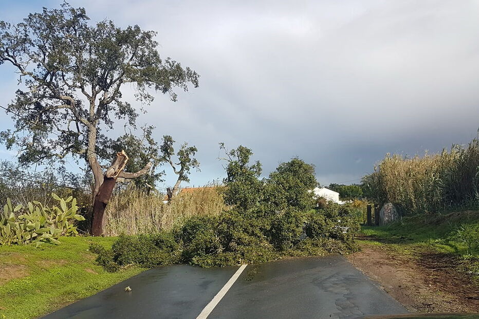 Queda de árvores provoca danos materiais em Santiago do Cacém