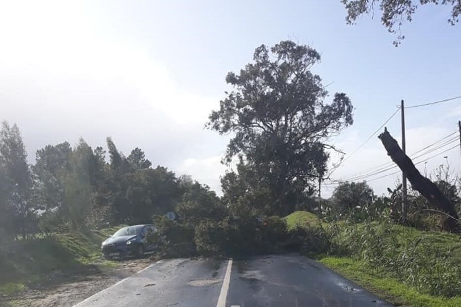 Queda de árvores provoca danos materiais em Santiago do Cacém