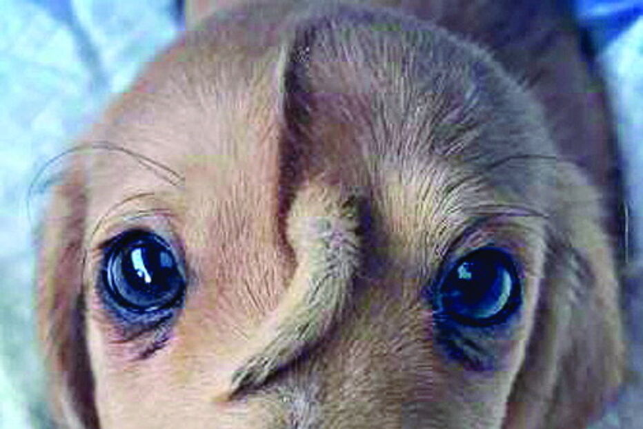 Narwhal foi encontrado há uma semana pelo centro de resgate de animais Mac’s Mission.