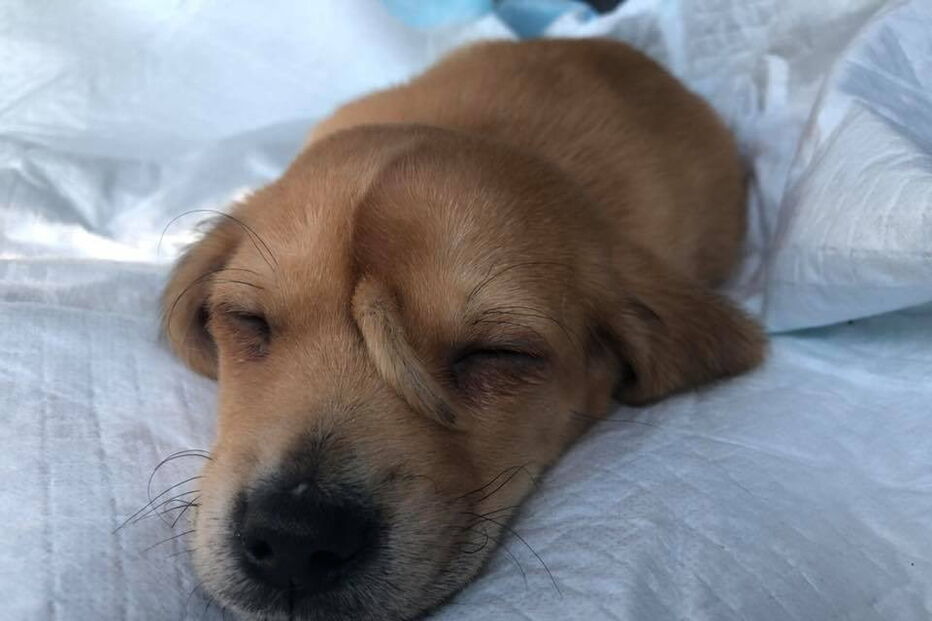 Narwhal foi encontrado há uma semana pelo centro de resgate de animais Mac’s Mission.