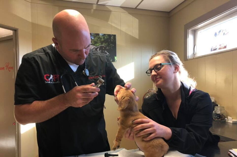 Narwhal foi encontrado há uma semana pelo centro de resgate de animais Mac’s Mission.