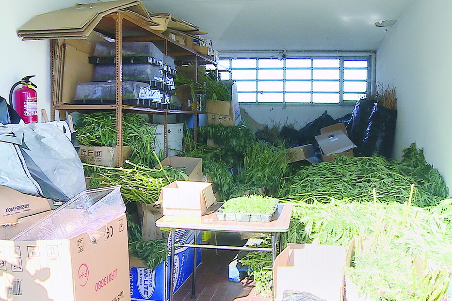 Apreensão de tonelada e meia de plantas que foram produzidas em estufas equipadas com alta tecnologia 