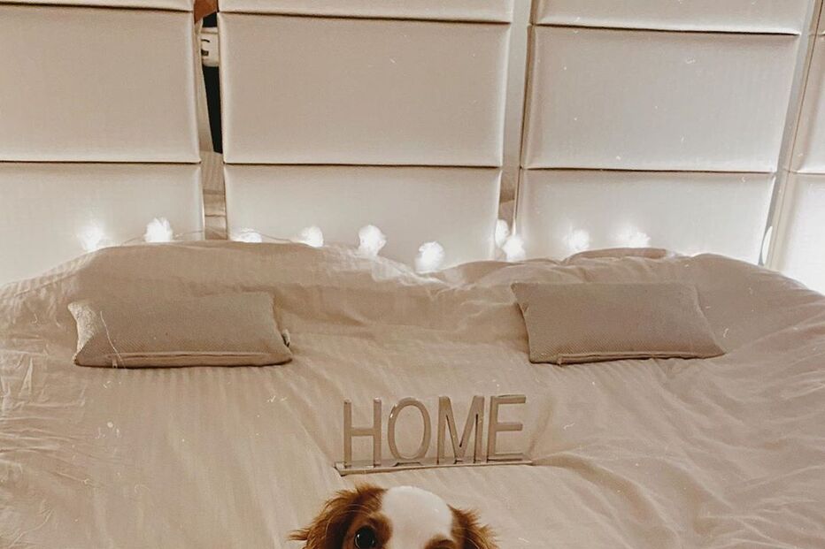 Cadela de Bárbara Bandeira 