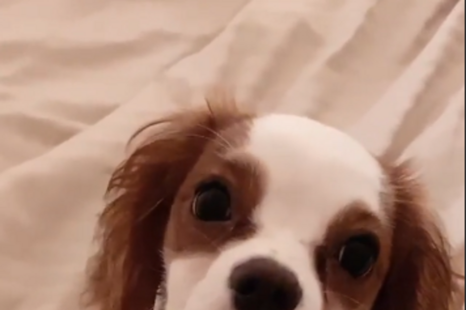 Cadela de Bárbara Bandeira 