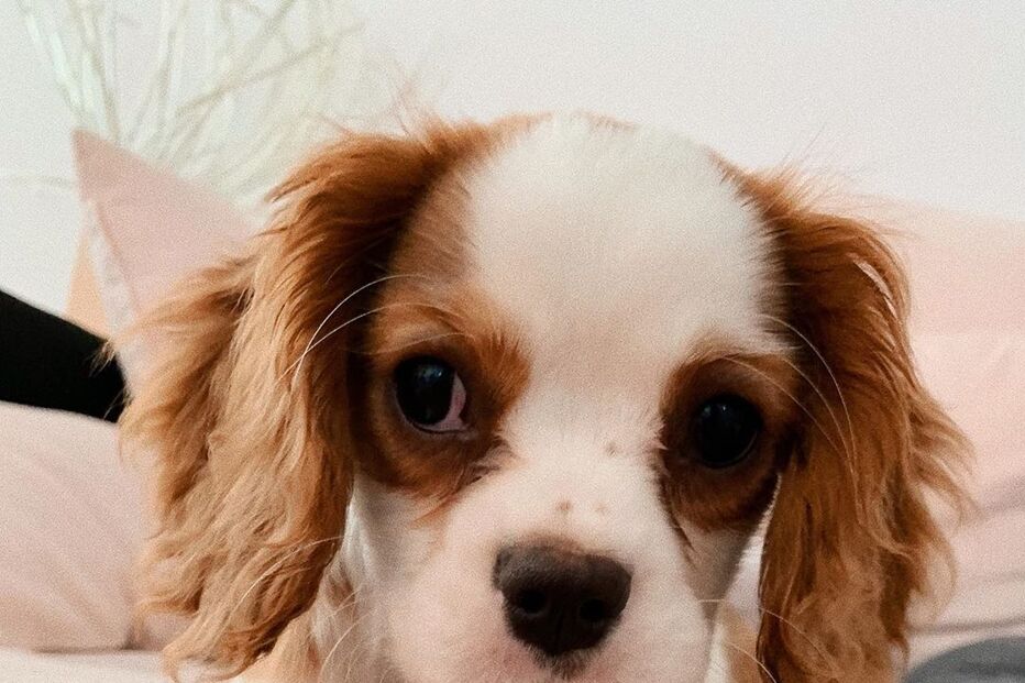 Cadela de Bárbara Bandeira 