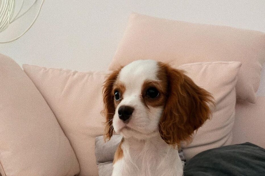 Cadela de Bárbara Bandeira 