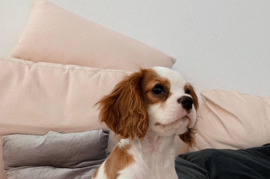 Cadela de Bárbara Bandeira 