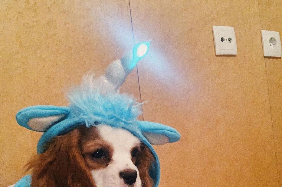 Cadela de Bárbara Bandeira 